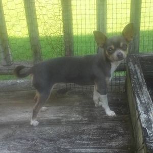 Meet your Posher, Barbara